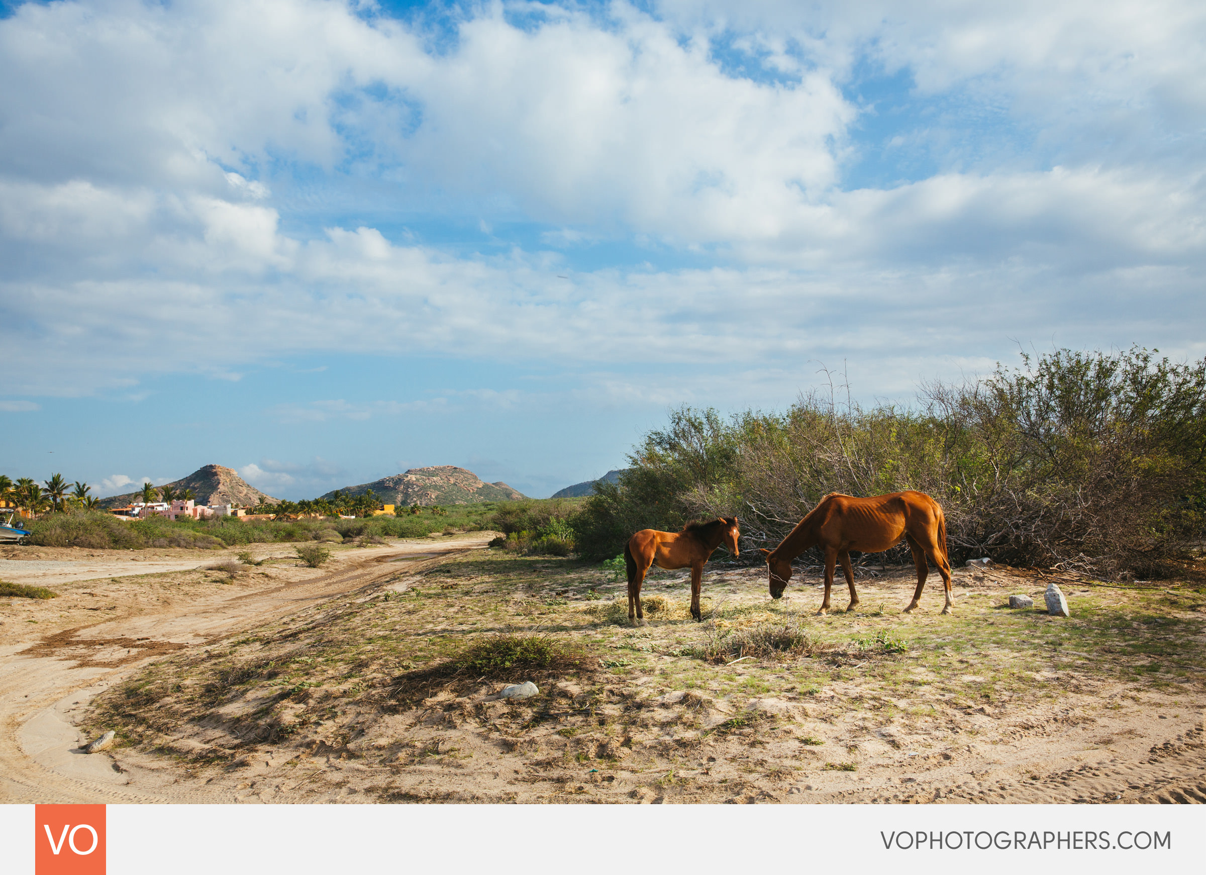 Wild Horses Rancho Leonero