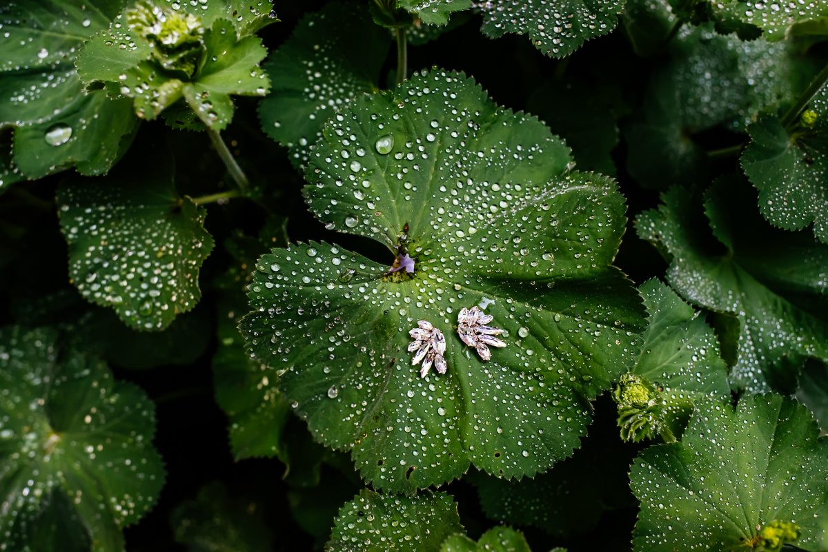 Farmington Gardens Wedding Robyn + Michael VO Photographers